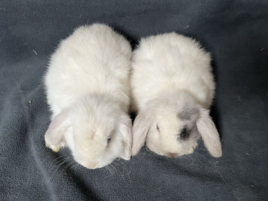 Króliki baranki miniaturowe mini lop