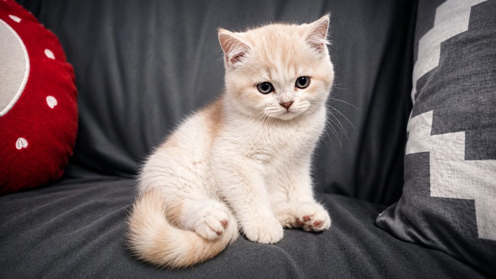 Gatinho scottish straight bicolor
