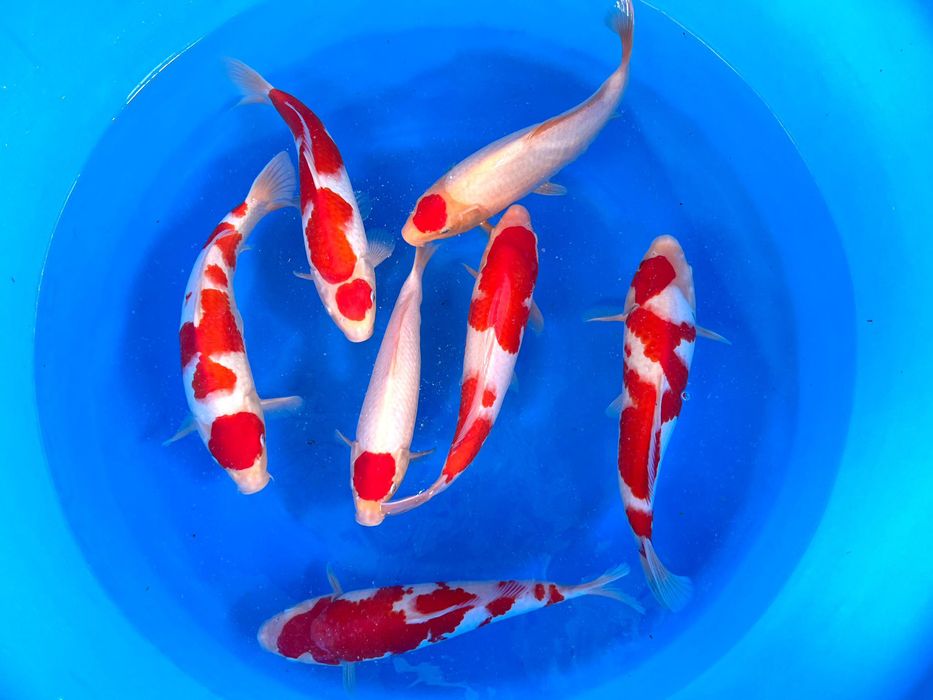 Odmiany japońskie Koi - WYSYŁKA Olkusz - okazja