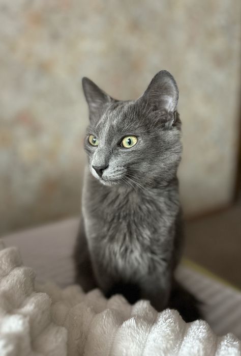 Метис нібелунга молодий кіт