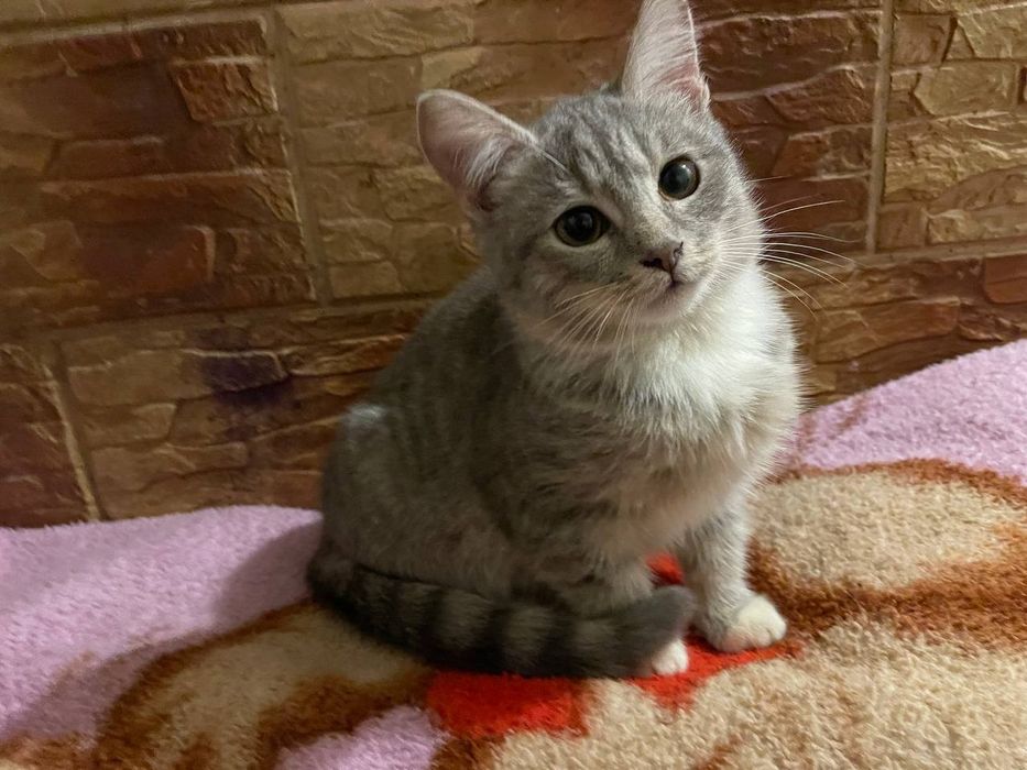 Продаю кішечку за 100грн