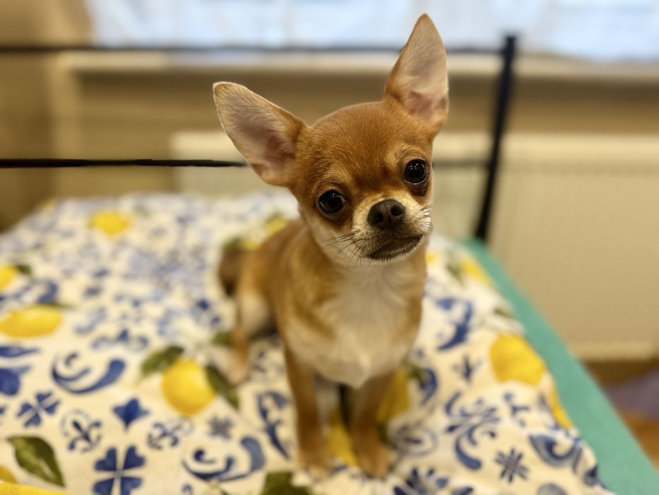 Sunia krótkowłosa chihuahua FCI