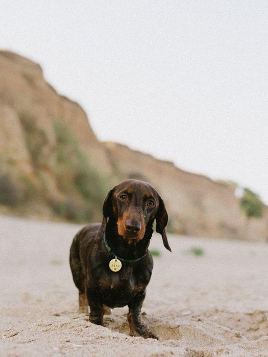 Миниатюрная такса шоколадка