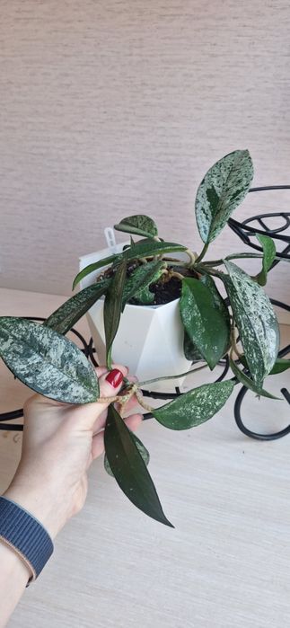 Хойя карноза Вилбур Грейс(Hoya 'Wilbur Graves')