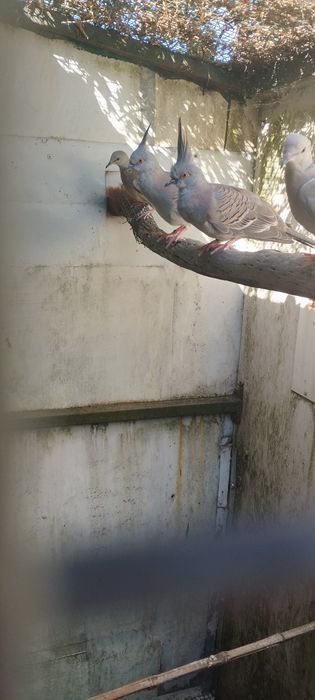 Vendo um pombo bravo de 2026