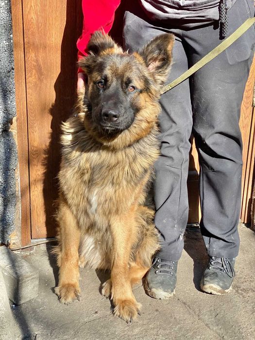 Roki w typie owczarka szuka nowego domu