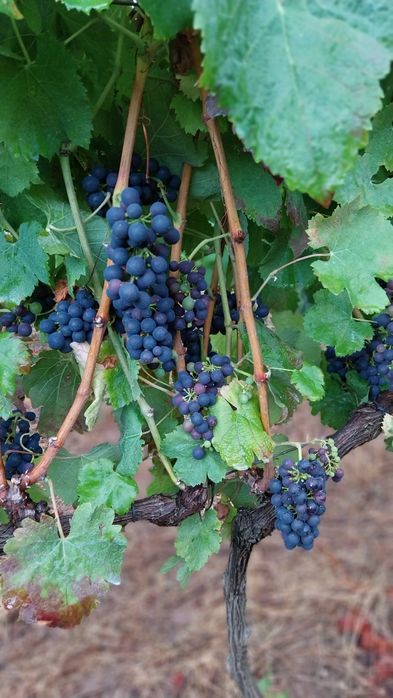 Uvas tintas com grau