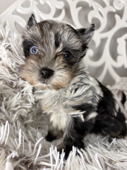 Yorkshire Terrier, suczka