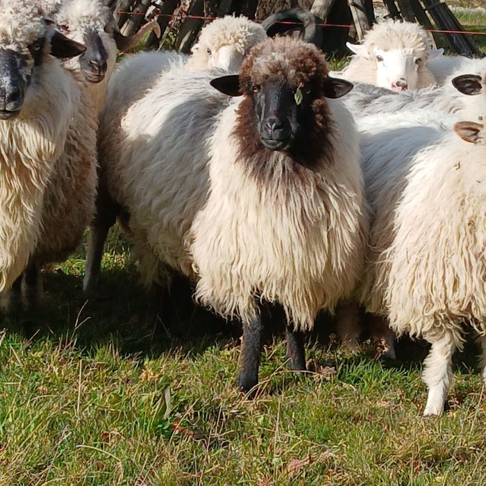 Продам вівці барани ярки