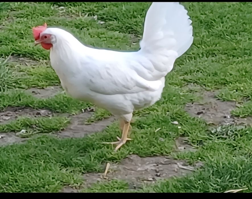 Kury nioski 24tyg z pierwszym jakiemRosa1