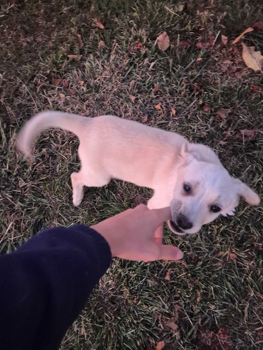 Cãesinhos para adopção