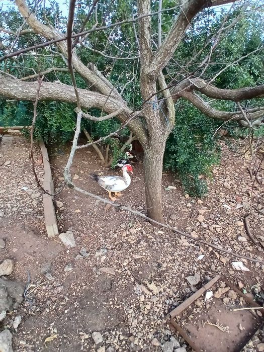 Patos a procura de casa