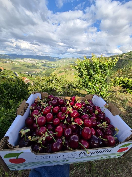 Cereja produtor 5 euros kg negociavel para grandes quantidades