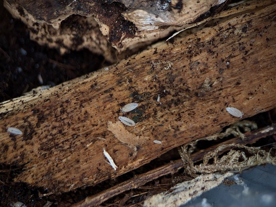 Stonogi tropikalne (Trichorhina tomentosa)