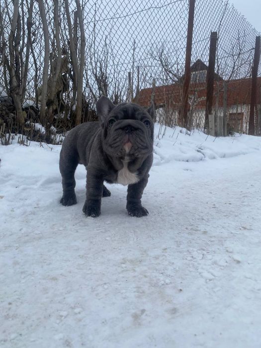 Французький бульдог Big Rop