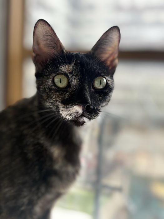 Gatinhas para adoção com 1 ano