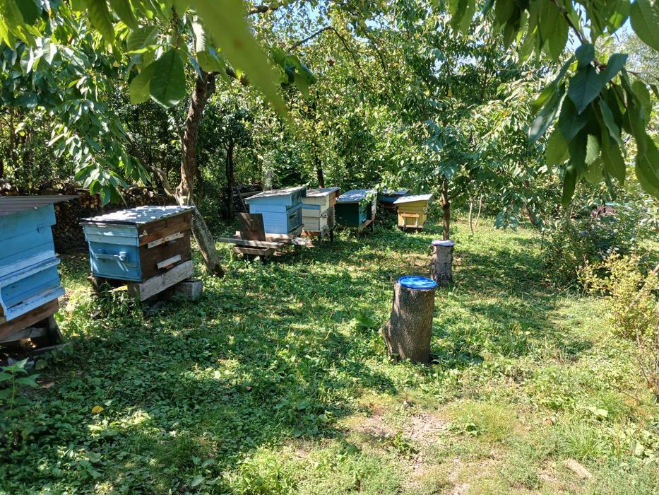 Бджоли  вулики бджолині