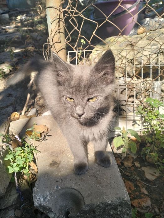 Віддам котика безкоштовно
