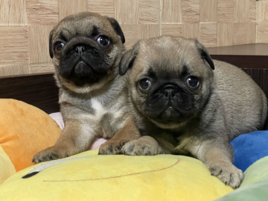 Мопс цуценята хлопчики і дівчатка КСУ Голден Пак