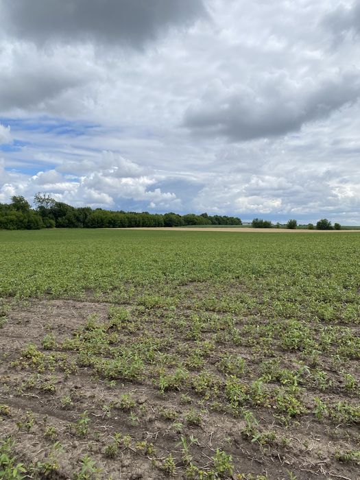 Продам земельну ділянку Обарів