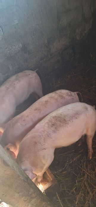 Продам поросят ціна договірна