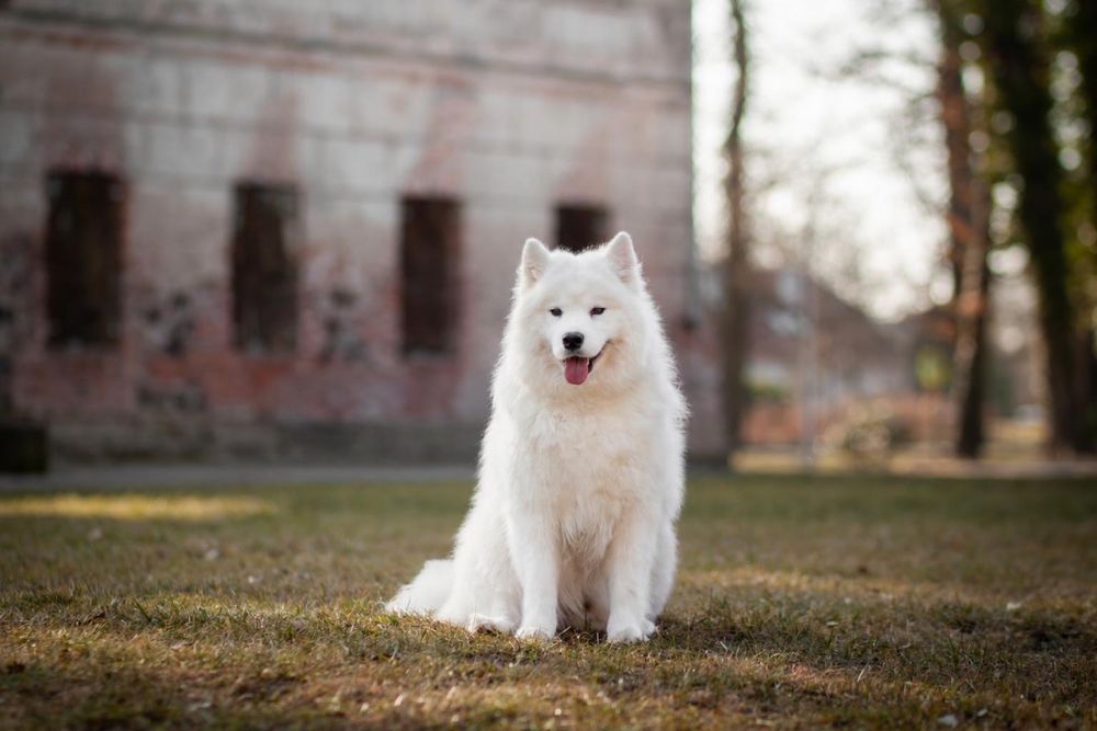 Samoyed szczeniak -  koniec października 2026