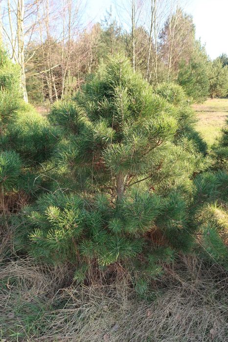 Sosny przycinane, gęste do ogródka, na działkę