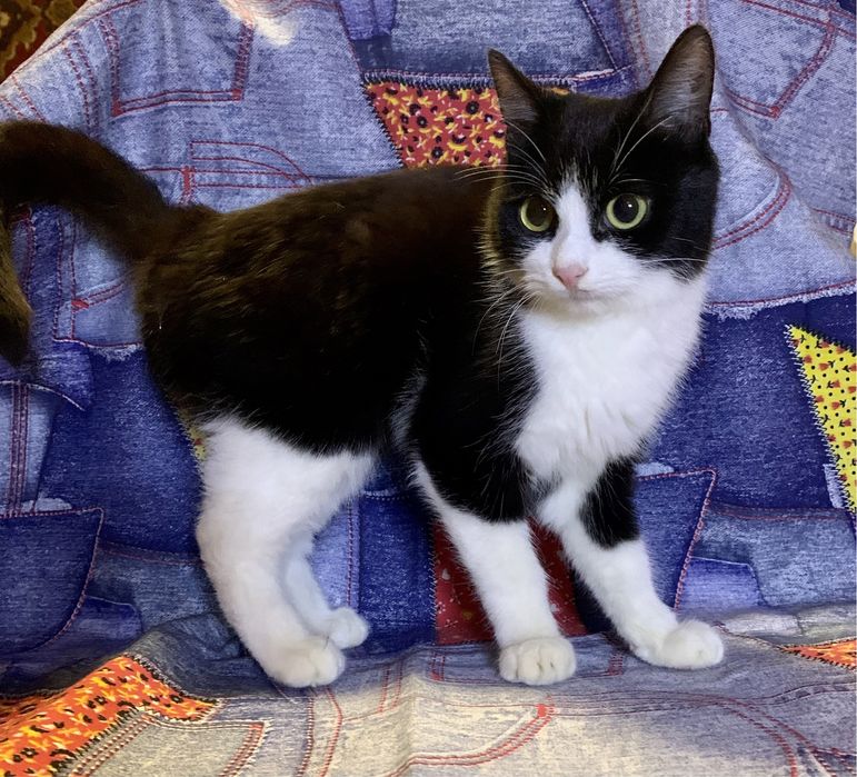 Черно белый кот котёнок ищет дом
