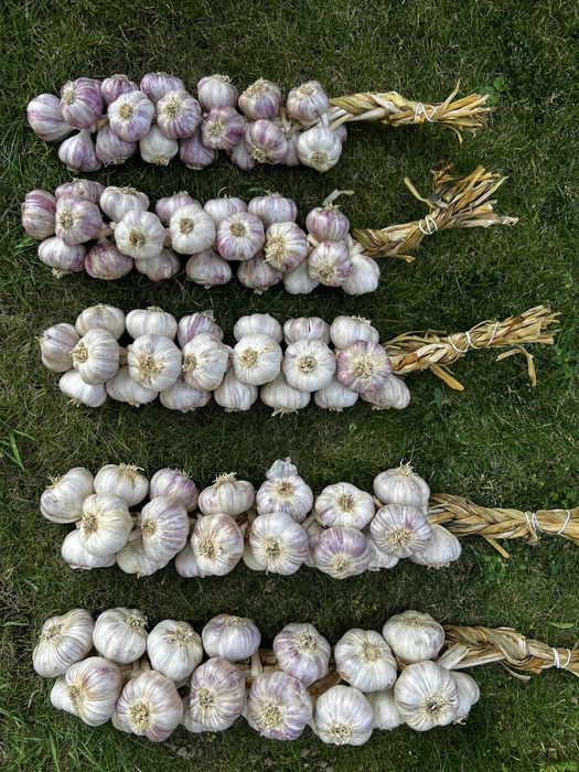 Warkicze czosnku - czosnek