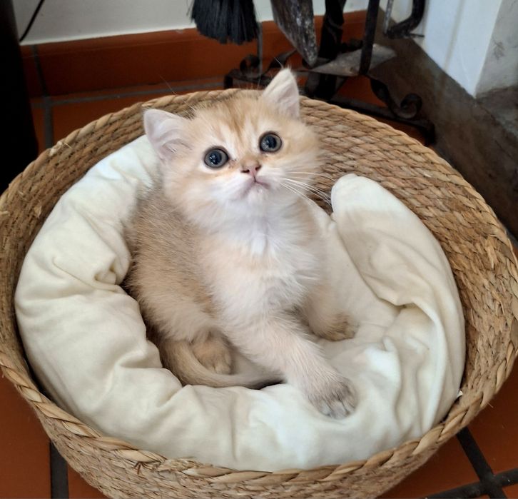 Gatinho British Shorthair golden
