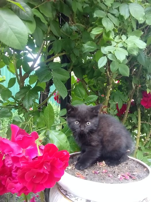 Кошенята 100 грн.