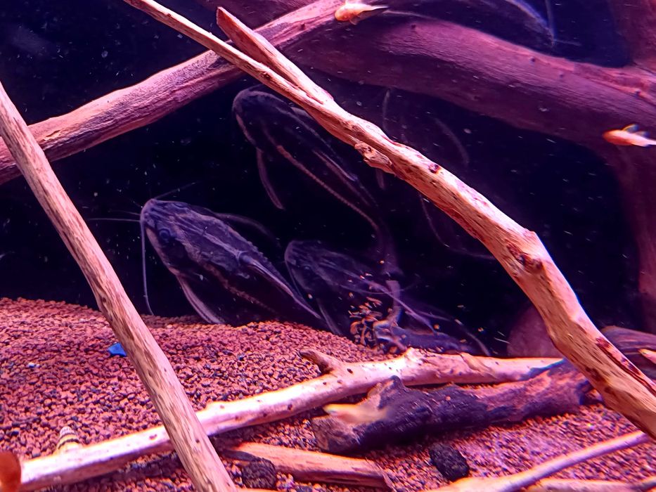 Sum Platydoras podrośnięte osobniki