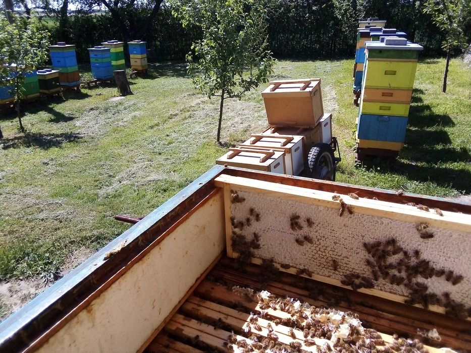 Miód z własnej pasieki 2025