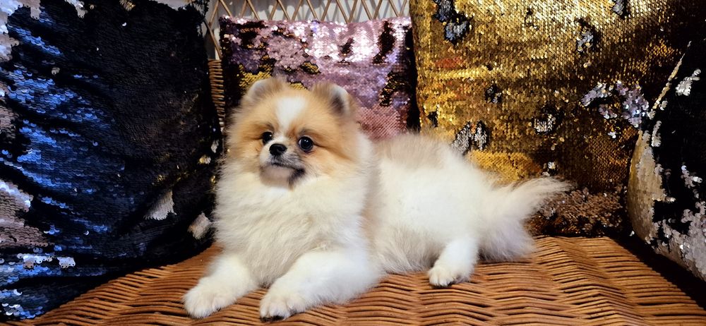 Piesek Rej Glamour Dog.7 miesiące