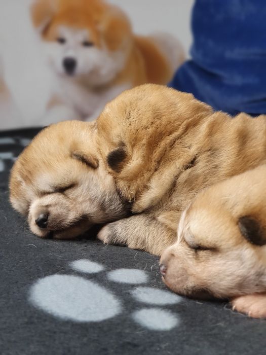 Щенки акита ину, японская акита