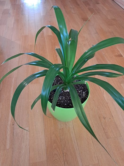 Продам двухлетний Панданус