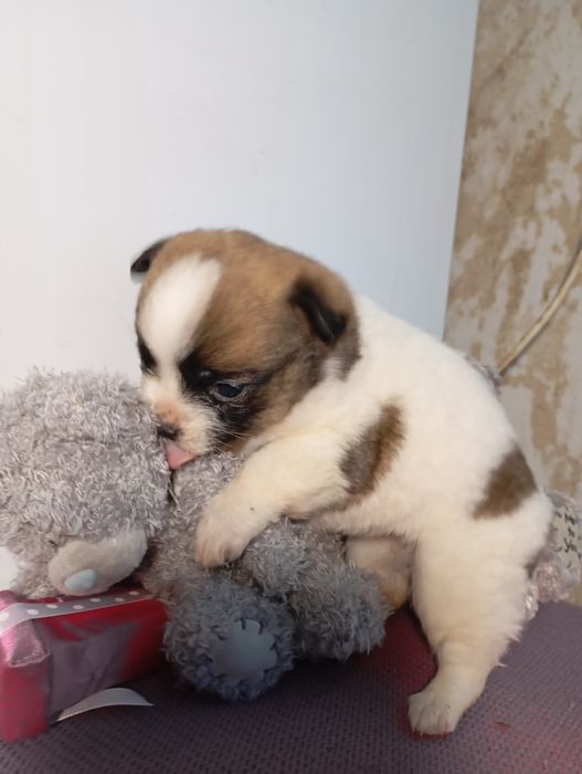 Пикинес  дівчинка