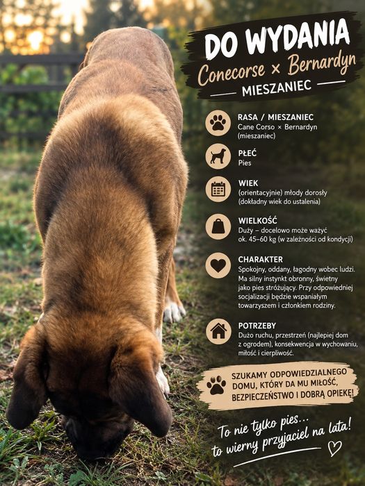 Pies do wydania  – mieszaniec cane corso × bernardyn