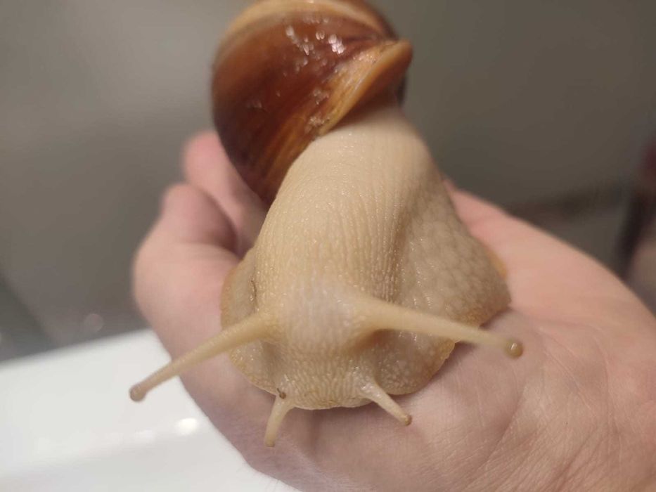 Sprzedam Ślimaki afrykańskie Lissachatina (Achatina)fulicia .