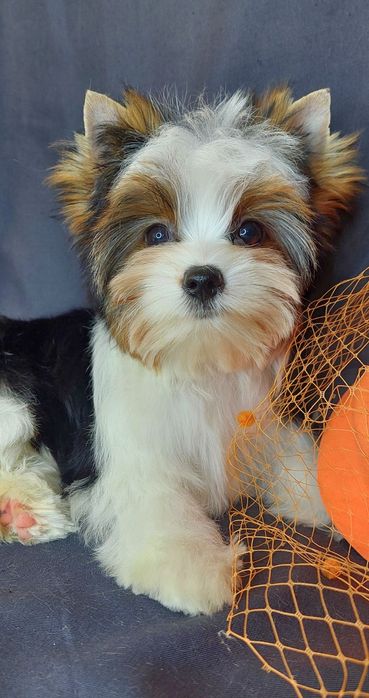 Великолепная девочка бивер