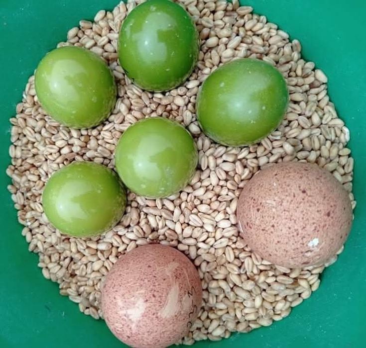 Casais de Tinamus de Crista de 2026