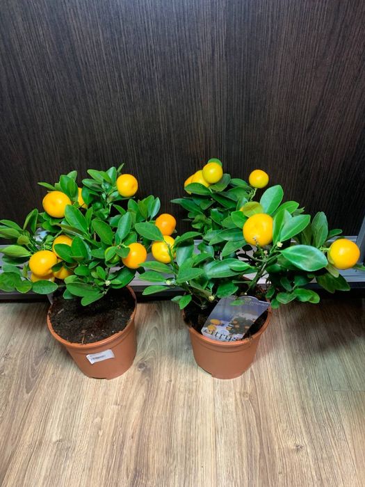 Каламондин   Цитрофортунелла