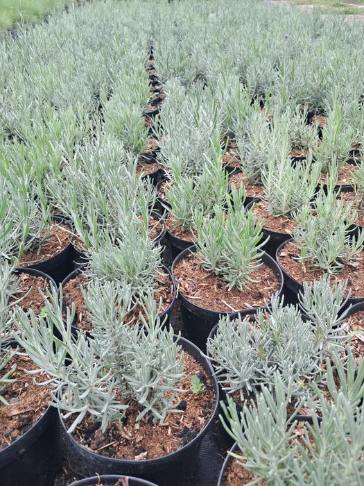 Lawenda wąskolistna hidcote blue w 2l C2 MROZOODPORNA !