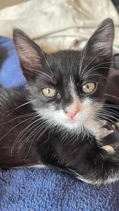 gatinhos de dois meses para adoção