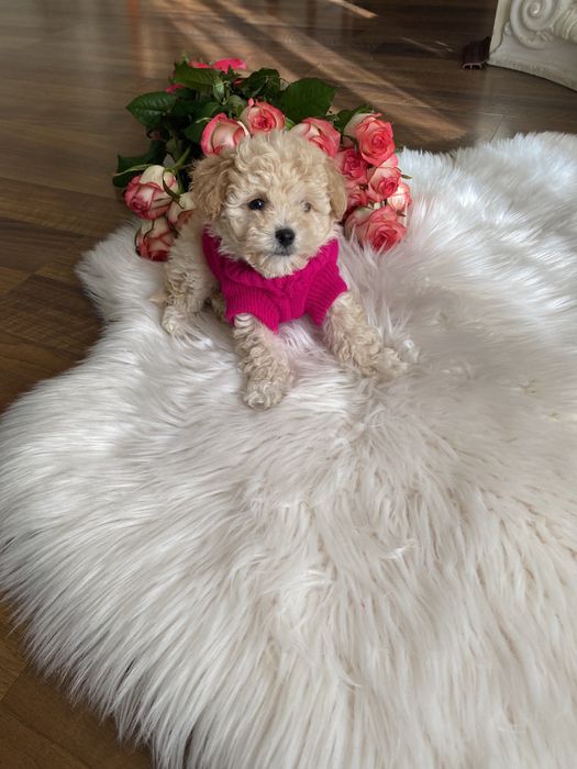 Мальтипу карамельні цуцики