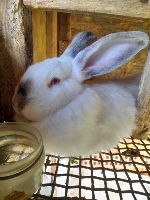 Каліфорнійські кролики