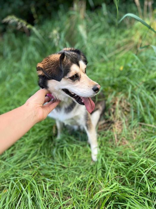 2,5 roczna malutka Leja do adopcji