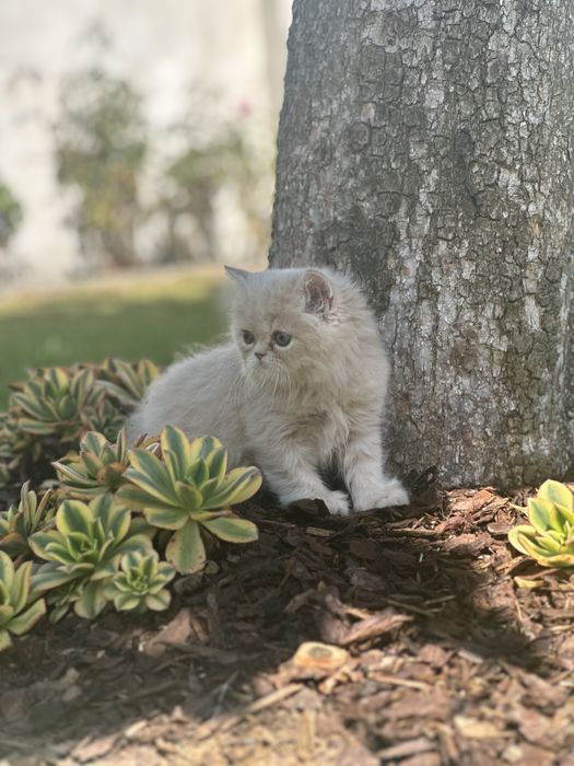 Gatinho Persa
