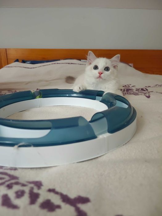 Kotka Ragdoll słodziak, piękna, towarzyska, hodowla od 12 lat, prawdziwy rodowód FPL, kwintesencja rasy wychowywana z nastolatką
