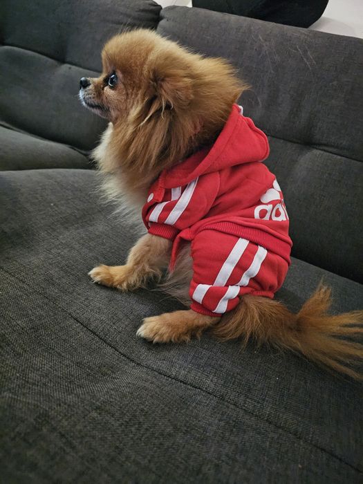 Dres dla małego psa adidog dresy kolory xs s